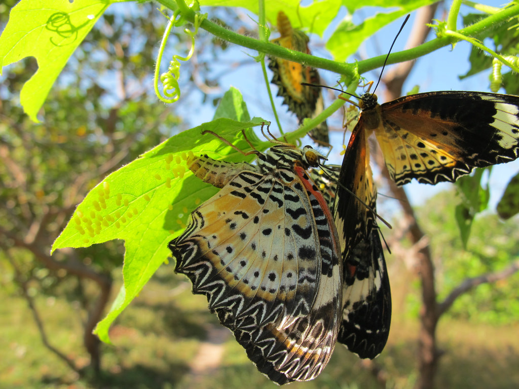 attraction-Banteay Srey Butterfly Centre - Acrea pupae.jpg